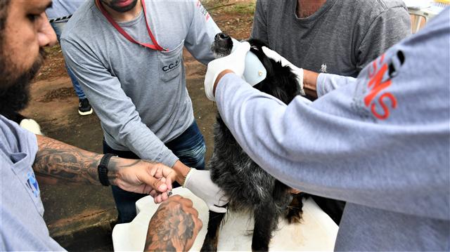 UVZ anuncia projeto itinerante de ações descentralizadas para vigilância de zoonoses