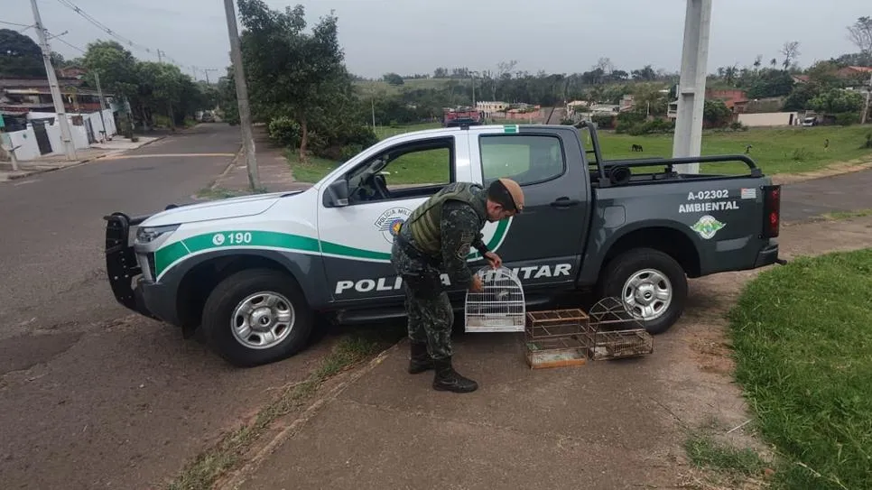 Morador de Presidente Prudente é multado em R$ 1,5 mil por manter aves silvestres em cativeiro e usar uma como ‘chama’
