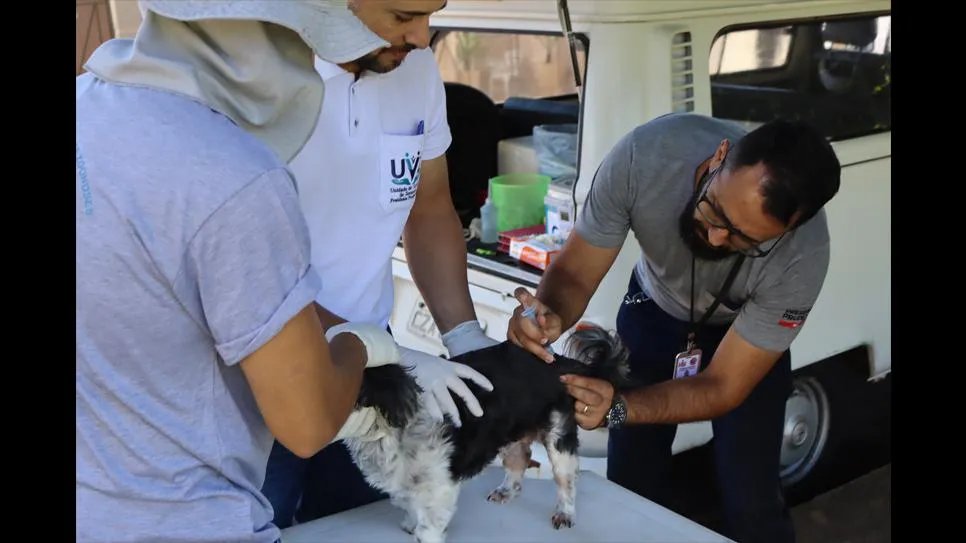 UVZ promove plantão de vacinação antirrábica para cães e gatos em Presidente Prudente