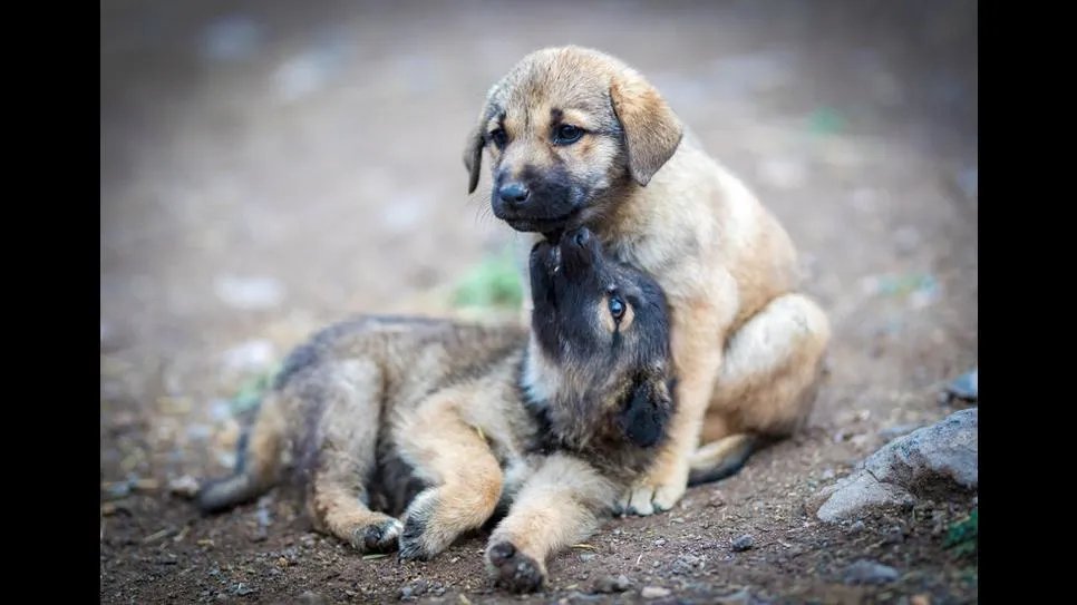 Pesquisa de bem-estar animal conta com 16 municípios da região de Presidente Prudente