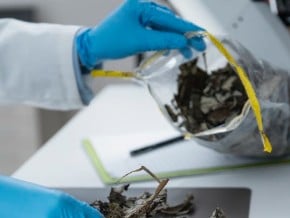 Unicamp desenvolve técnicas sustentáveis para extrair isoflavonas de resíduos de soja e cacau