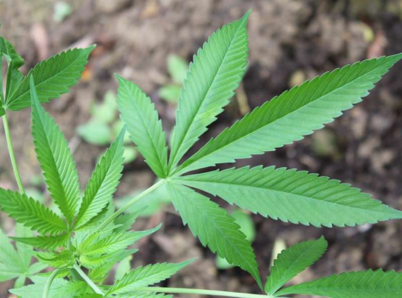 Polícia investiga desvios em licenças para cultivo de maconha após operação no interior de SP