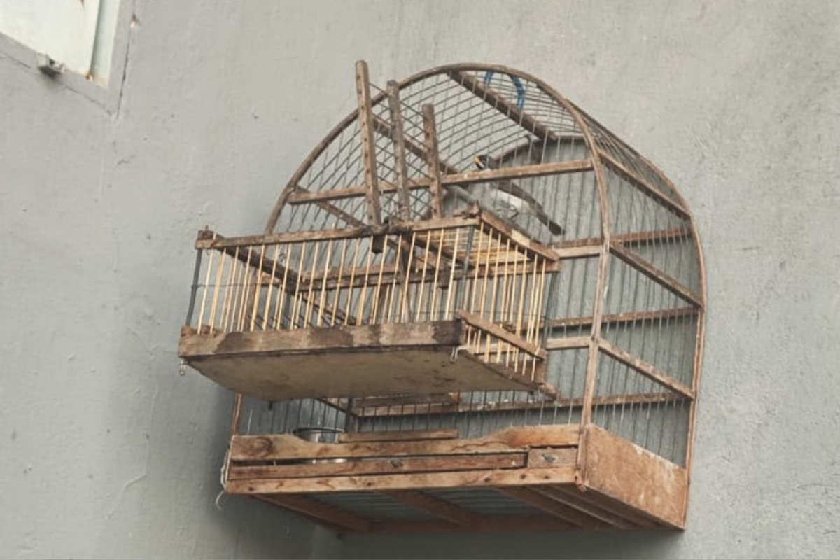 Homem de 72 anos é multado em R$ 1,5 mil por manter aves silvestres em cativeiro e usar uma como “chama” em Presidente P