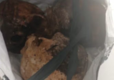 Paciente do Caps de Taquara é encontrado com três crânios humanos em sacola
