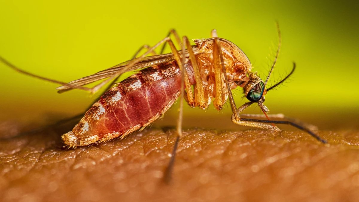 Brasil tem ao menos quatro casos de febre do Nilo Ocidental; SC confirma primeira morte e SP, primeiros diagnósticos