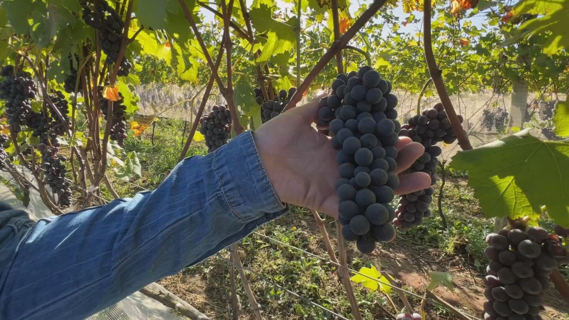 São Roque inicia produção da uva nebbiolo na safra de inverno
