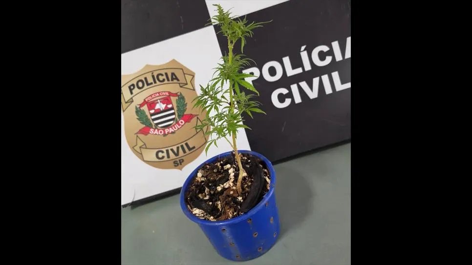 Pai denuncia filho à polícia e pé de maconha é apreendido em Pirapozinho