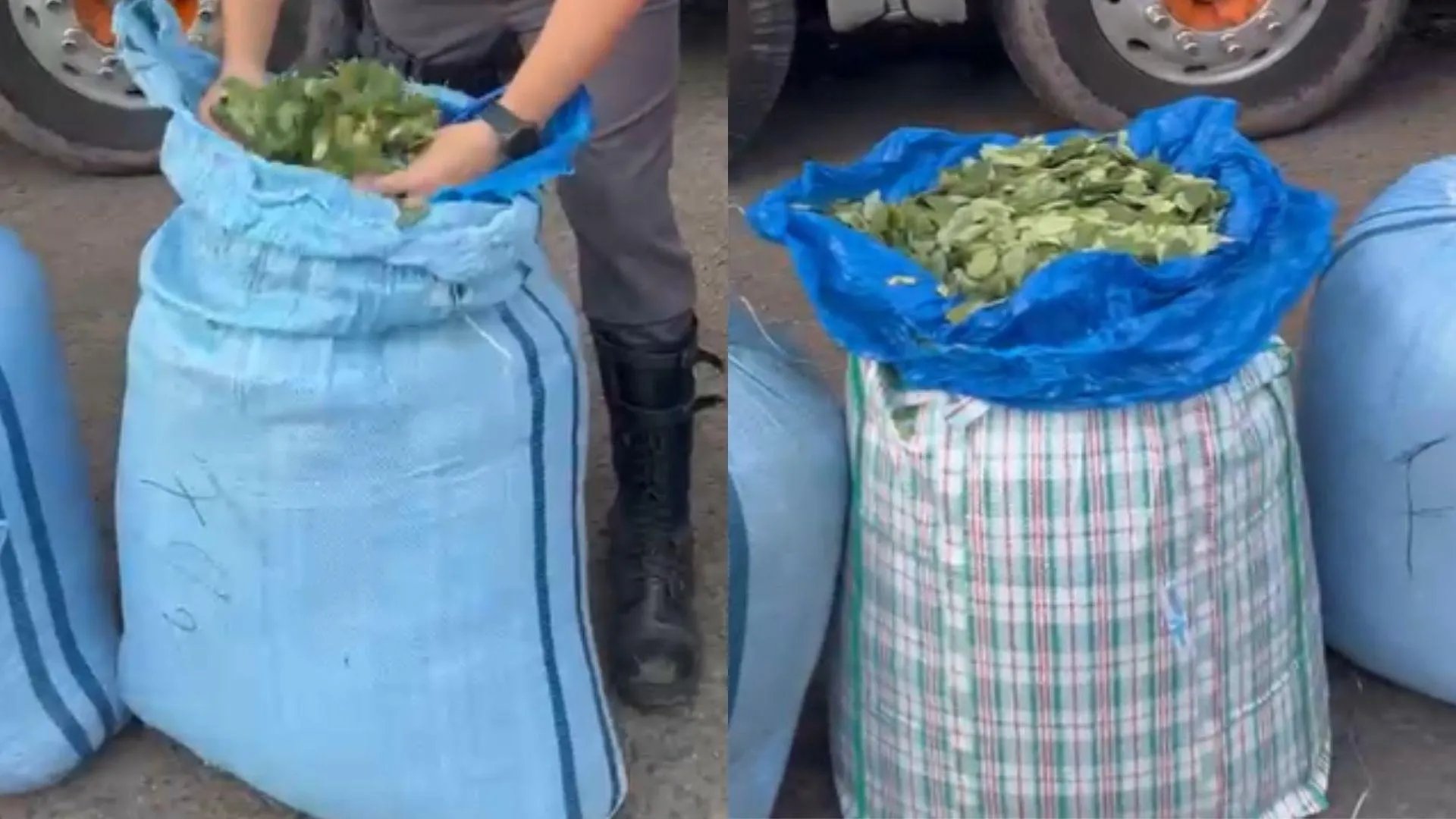 PM Rodoviária apreende 136,7 kg de folha de coca em ônibus na Raposo Tavares