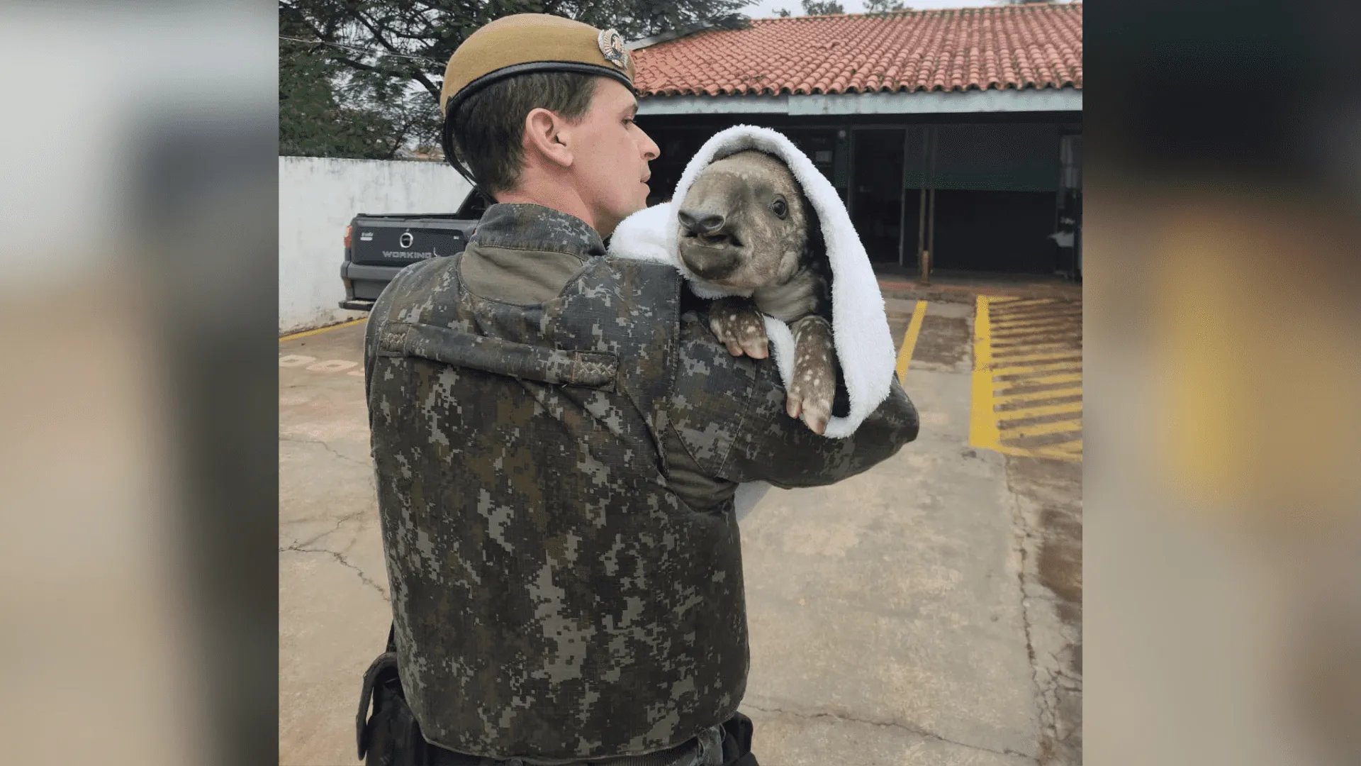 Anta filhote com fratura na pata é resgatada em Teodoro Sampaio