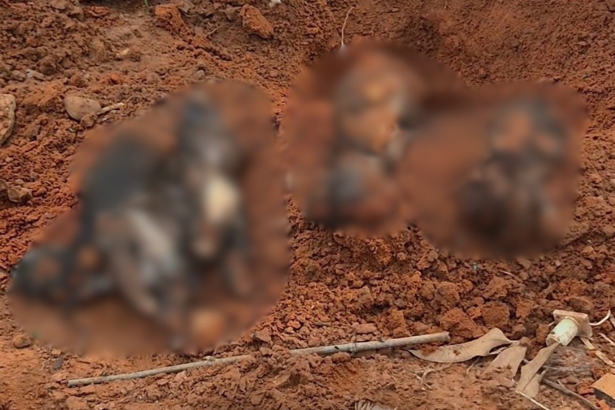 Polícia investiga maus-tratos após achar animais enterrados em Adamantina