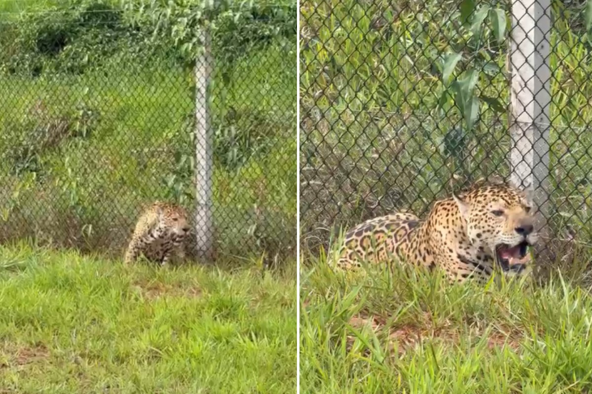 Força-tarefa conduz onça-pintada de volta à mata após animal ser visto às margens de rodovia em Teodoro Sampaio