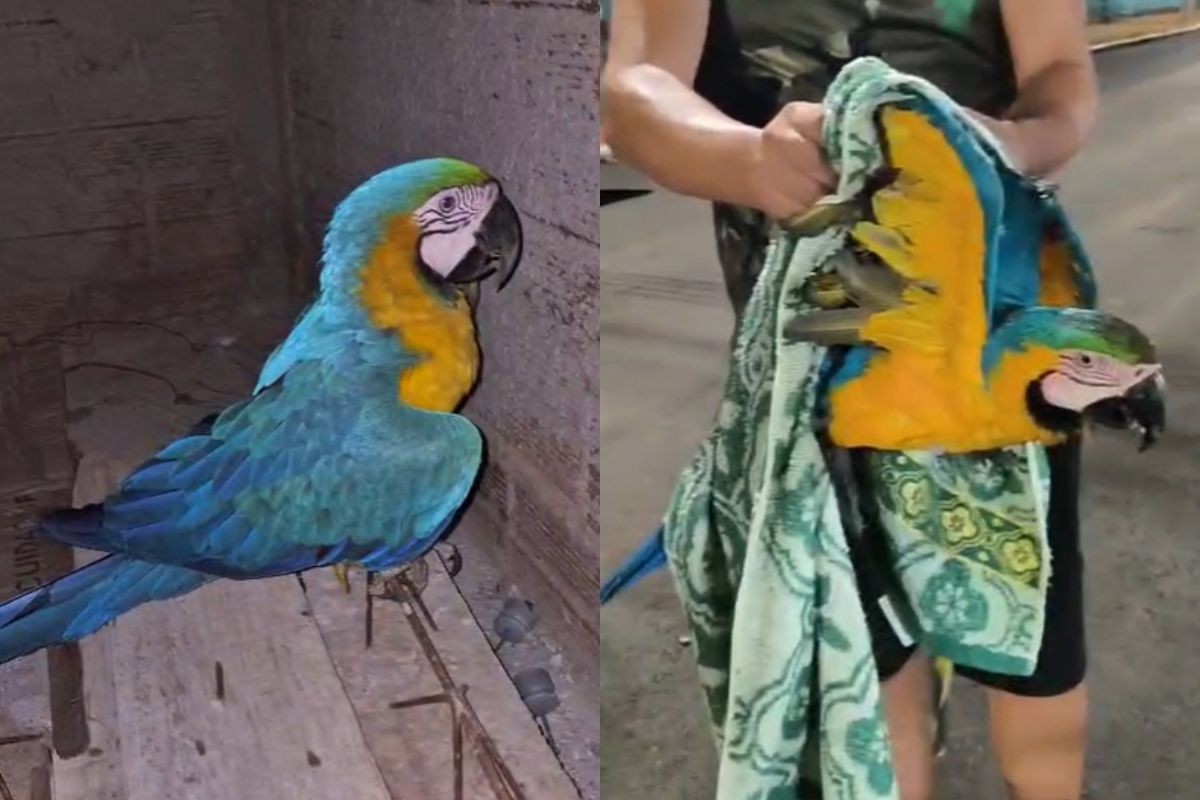 Arara-canindé morre após bater em fio de alta tensão em Panorama (SP)