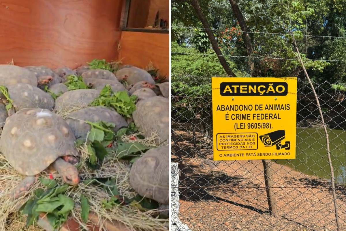 MP-SP fixa prazos para destinar 180 jabutis que vivem em praça pública de Adamantina