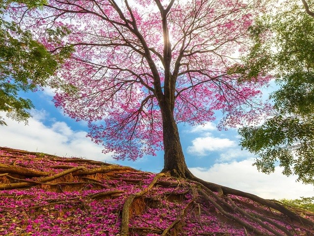 Semea abre inscrições para 9º concurso fotográfico “Árvores da Cidade”