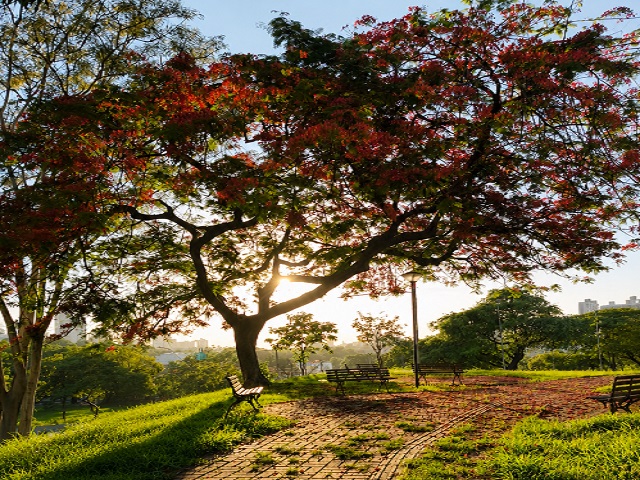 Semea premia primeiros colocados do 9º concurso fotográfico “Árvores da Cidade”