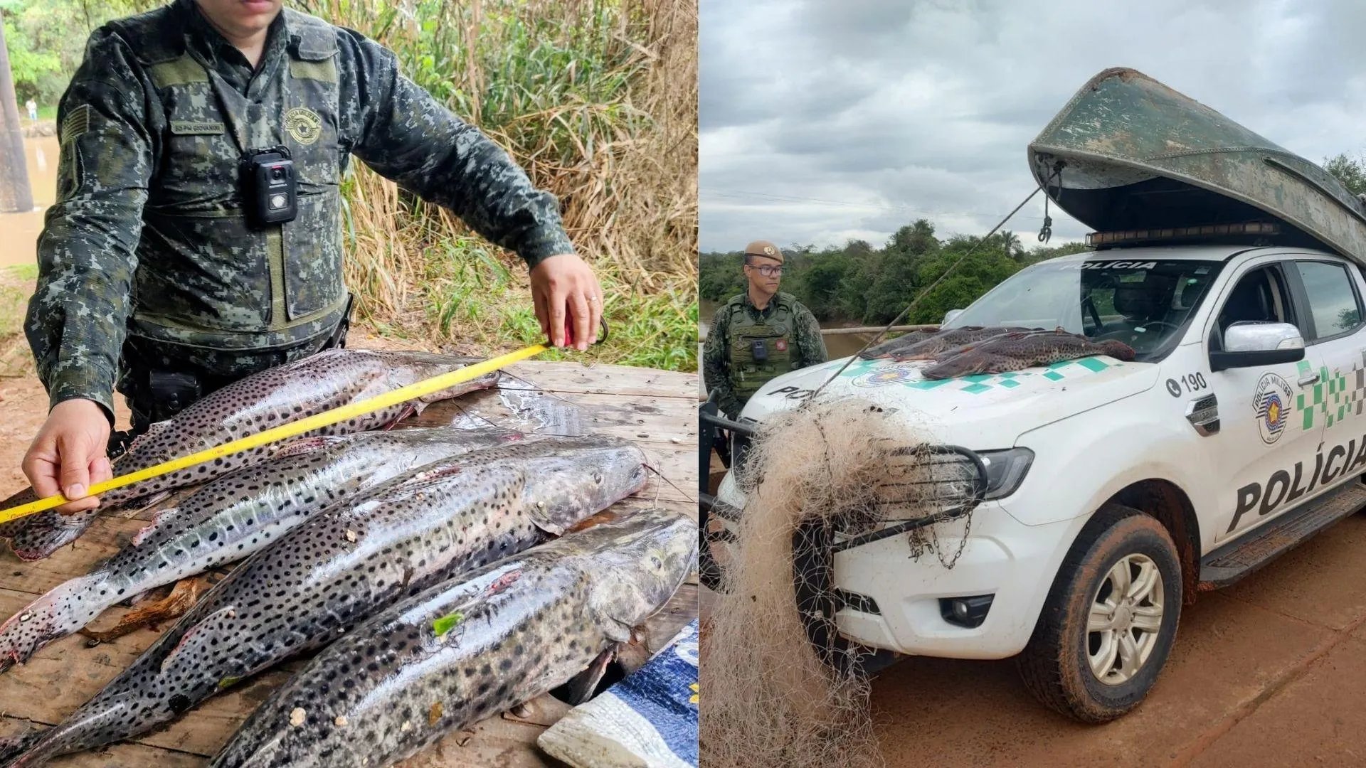 Pescador é multado em R$ 1.480 por capturar pintados abaixo do tamanho mínimo no Rio Aguapeí