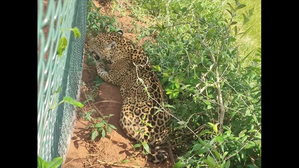 Onça-pintada é reconduzida ao Parque Estadual do Morro do Diabo após aparecer às margens da SP-613