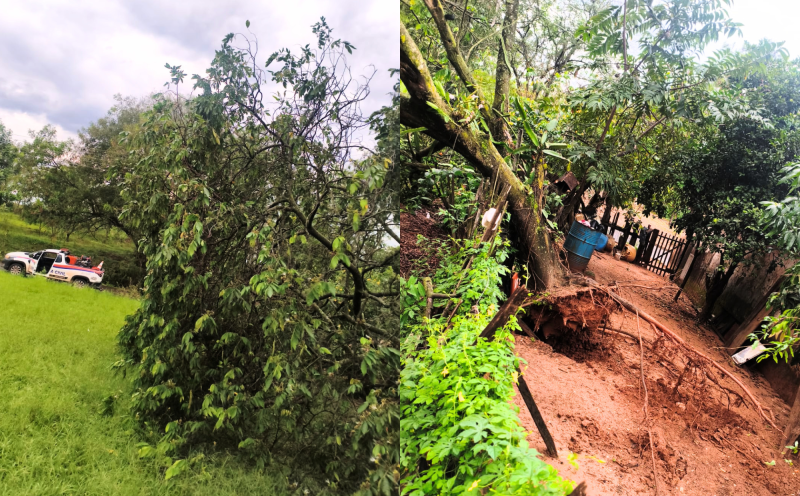 Alerta de tornado no oeste paulista termina sem ocorrências graves; Caiabu tem árvore derrubada