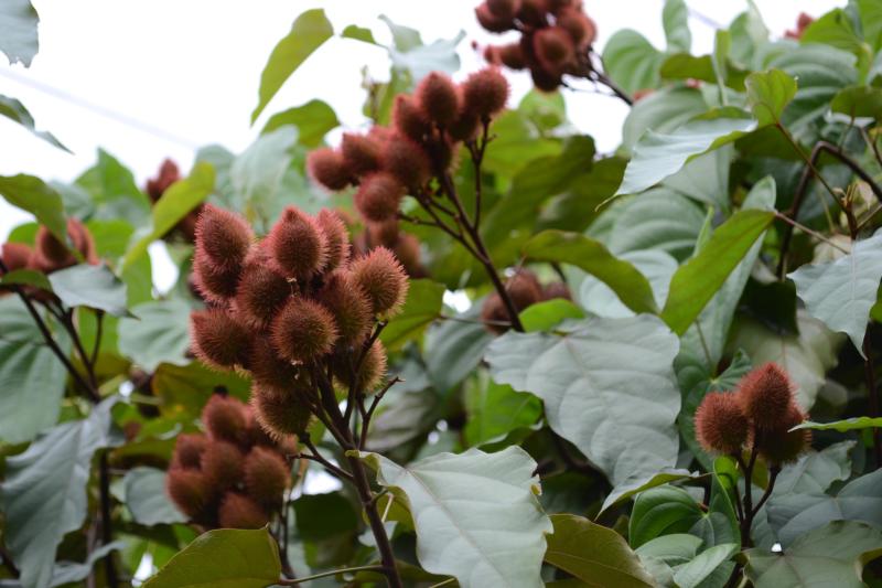 Sebrae inicia mobilização para Indicação Geográfica do urucum na Nova Alta Paulista