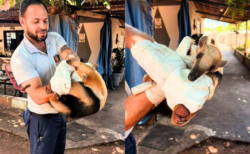 Tamanduá-mirim resgatado em residência de Indiana é devolvido à natureza