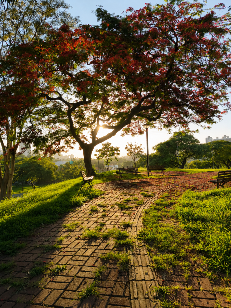 Semea premia vencedores do 9º Concurso Fotográfico “Árvores da Cidade”, em Presidente Prudente