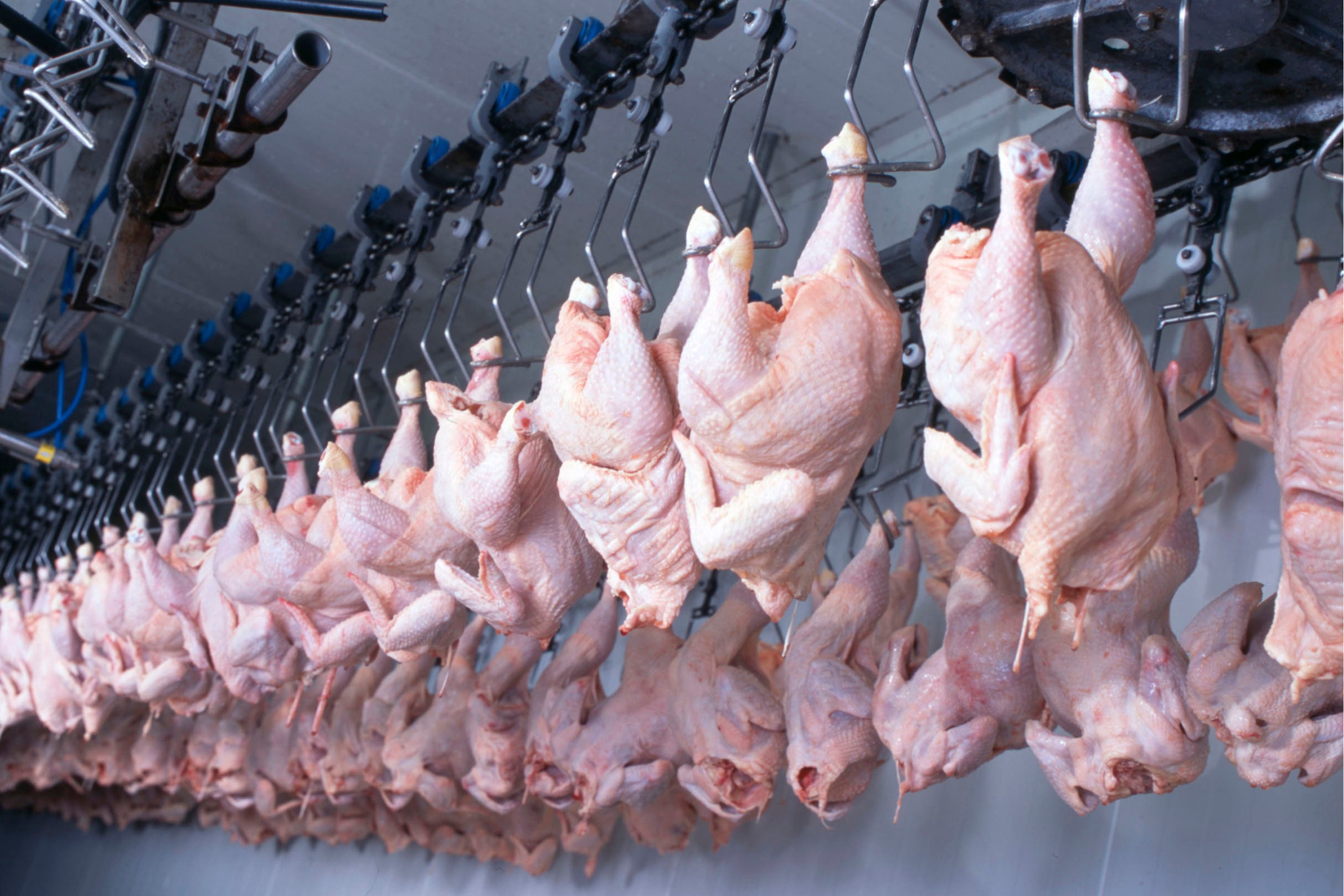 Comissão Europeia considera adequados controles do Brasil para exportação de frango e mel