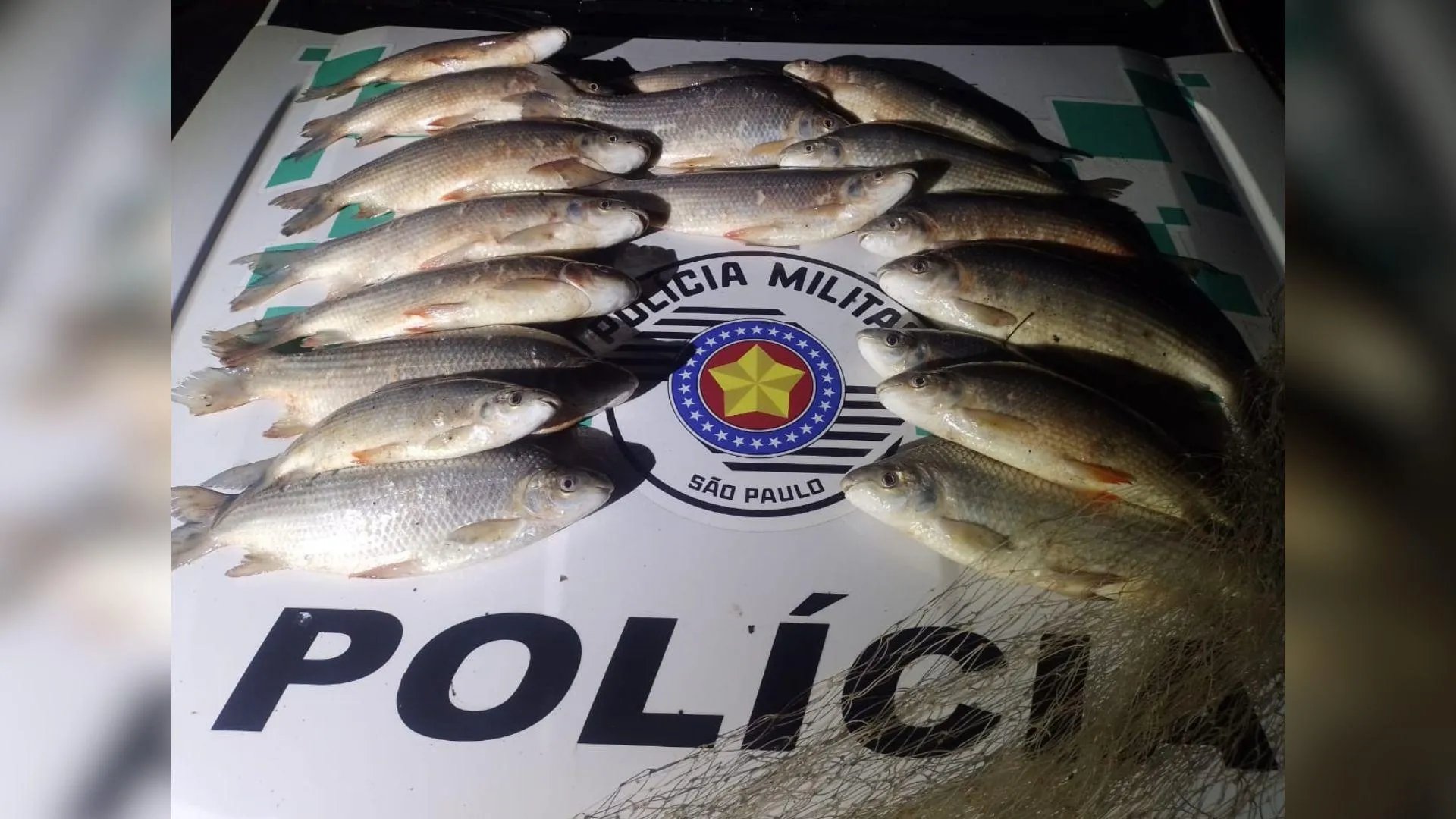 Polícia Ambiental apreende 19,4 kg de peixes e tarrafa em pesca irregular no Rio Aguapeí, em Lucélia