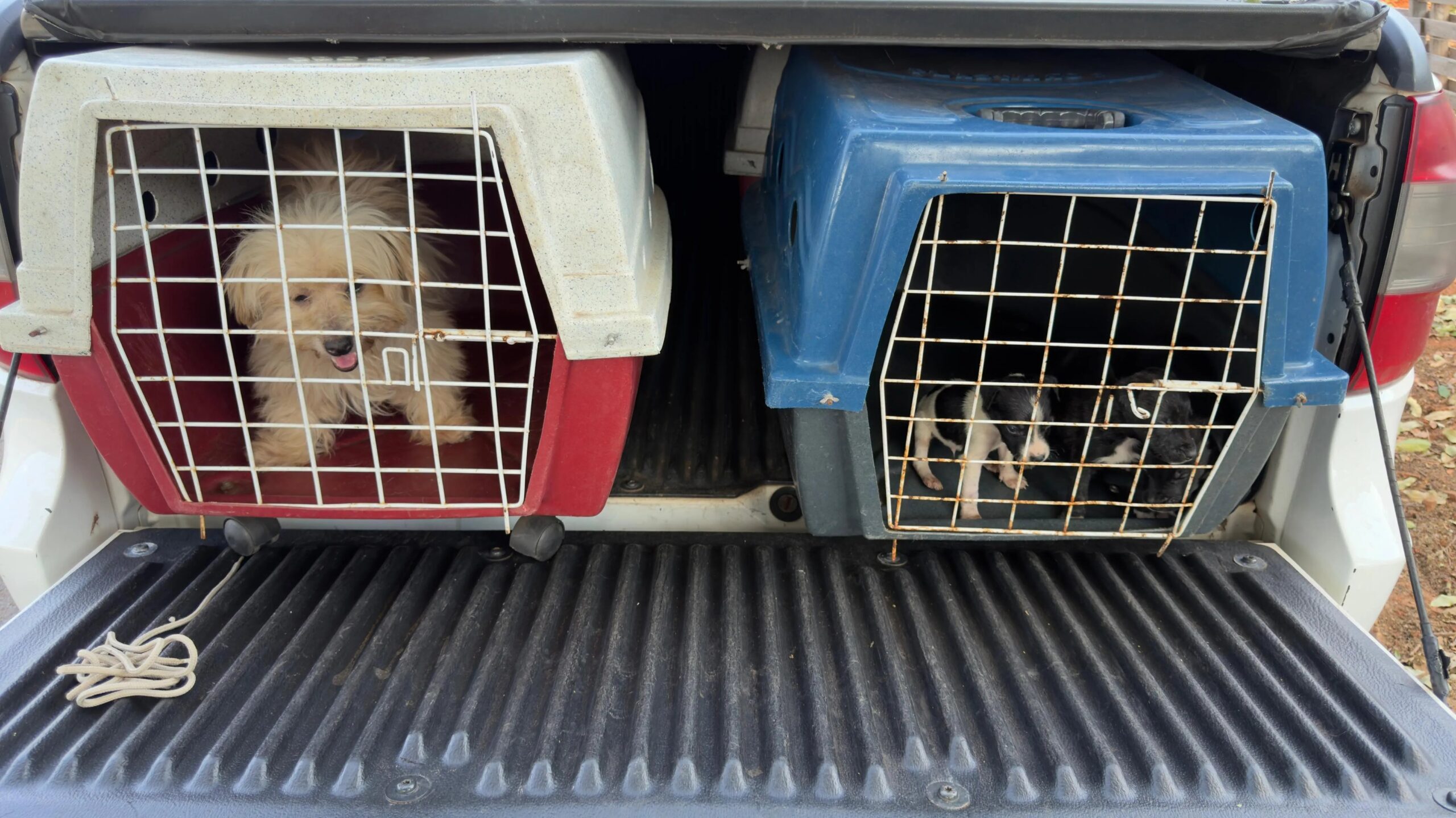 Polícia Civil indicia homem por maus-tratos a cães em Adamantina e pede prisão preventiva