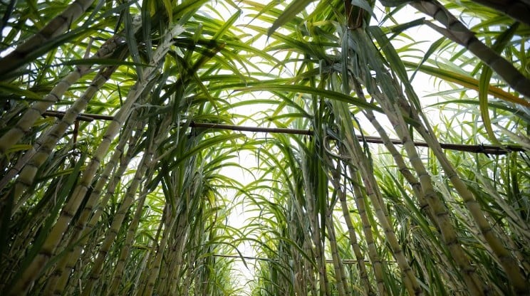 Excesso de chuvas coloca em risco safra de cana-de-açúcar