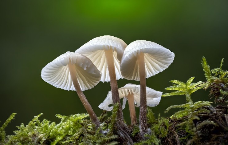 Bioinseticida com fungos nativos avança no controle do bicudo-do-algodoeiro
