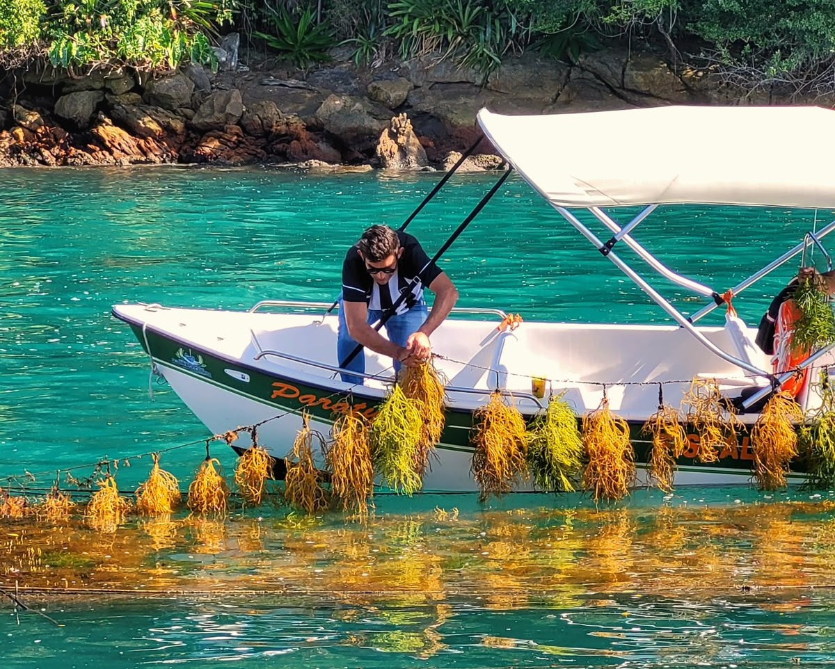 Startup do Rio transforma macroalgas do litoral fluminense em bioplásticos e fertilizantes
