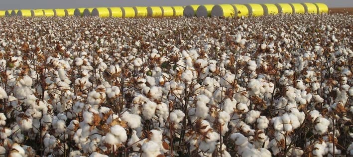 Sapezal (MT) assume liderança do ranking de produção agrícola do Brasil, diz IBGE