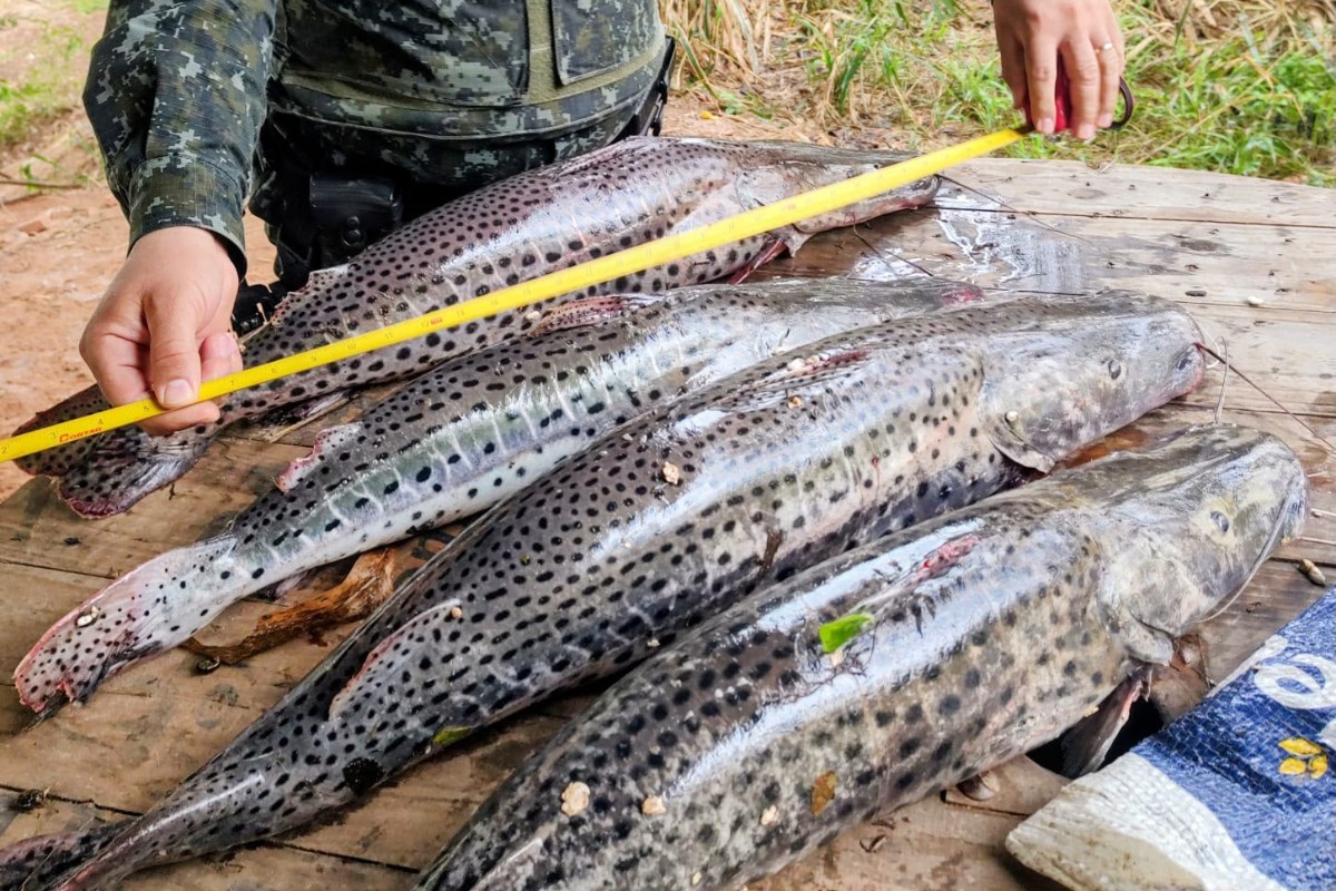 Pescador é multado em R$ 1.480 por capturar pintados fora do tamanho permitido no Rio Aguapeí