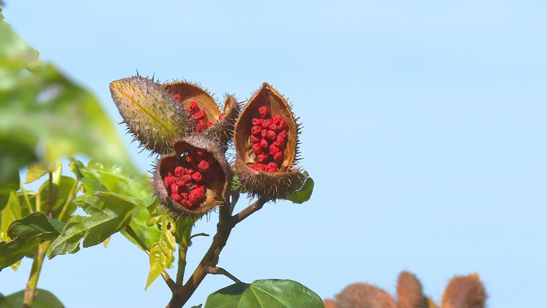 Retorno abaixo do esperado na safra de urucum de 2026 deixa produtores da Nova Alta Paulista em alerta