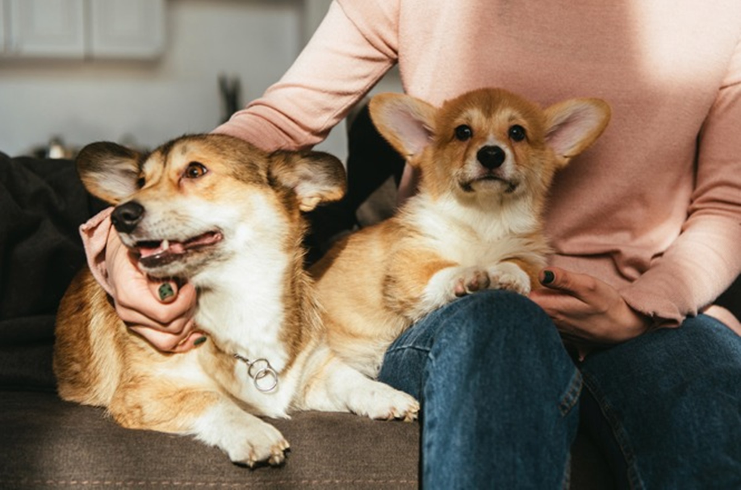 Estudo indica que cães identificam limites de palavras na fala por sons consonantais