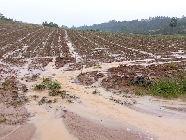 Chuvas podem deixar 35 milhões de toneladas de cana no campo, estima Datagro
