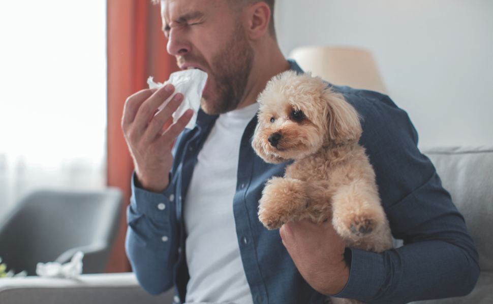 Edição genética elimina em cães vivos a proteína que causa alergia a humanos