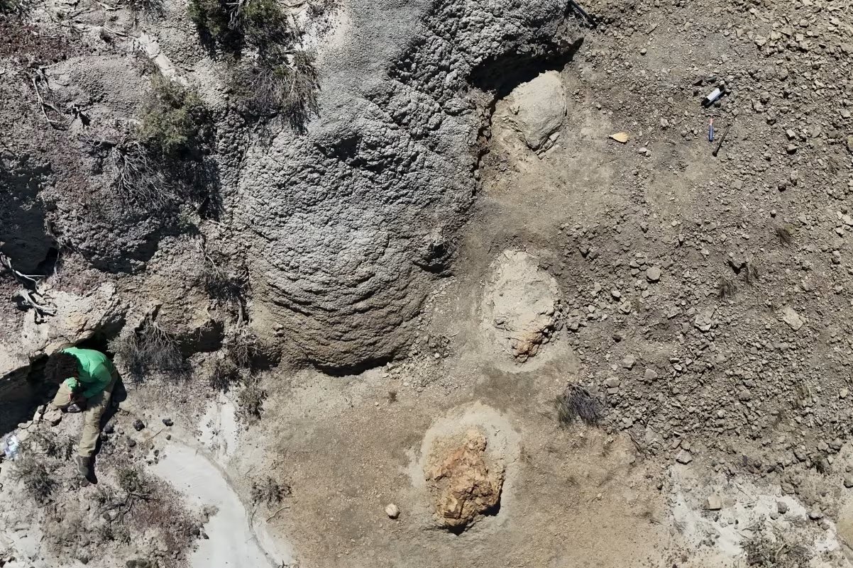 Primeiro rastro conhecido de T. rex é identificado na Formação Hell Creek, nos EUA