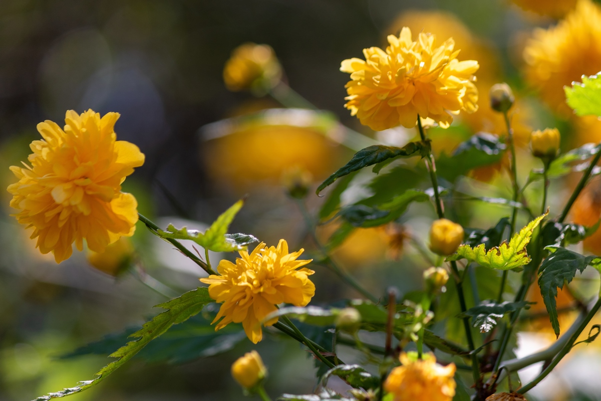 Bagaço de uva vira biofertilizante para o cultivo de flores comestíveis, aponta estudo
