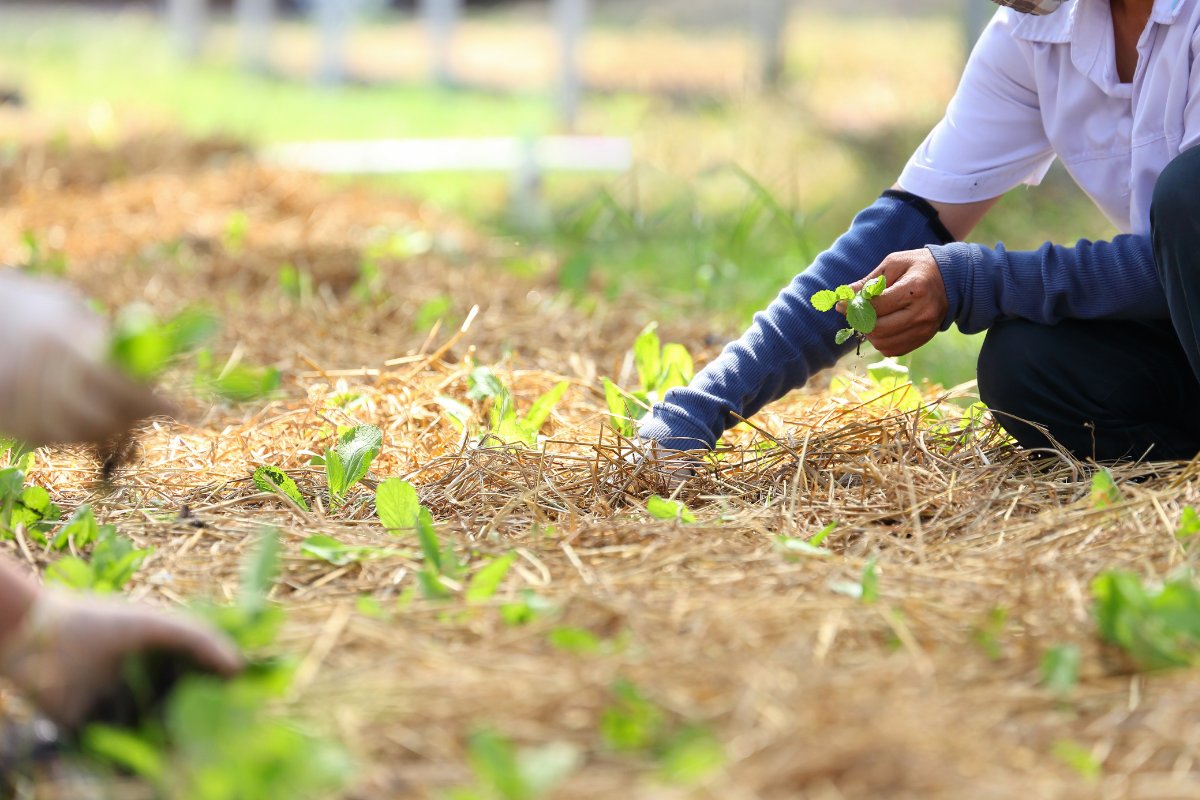 Produtores expulsos da Raposa Serra do Sol migram para a Guiana, aponta análise