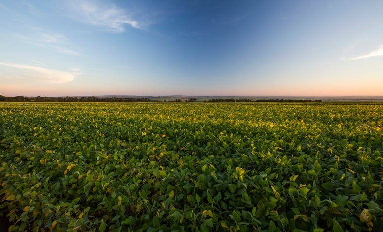 VBP agropecuário é estimado em R$ 1,403 trilhão em agosto, com soja e carne bovina na liderança