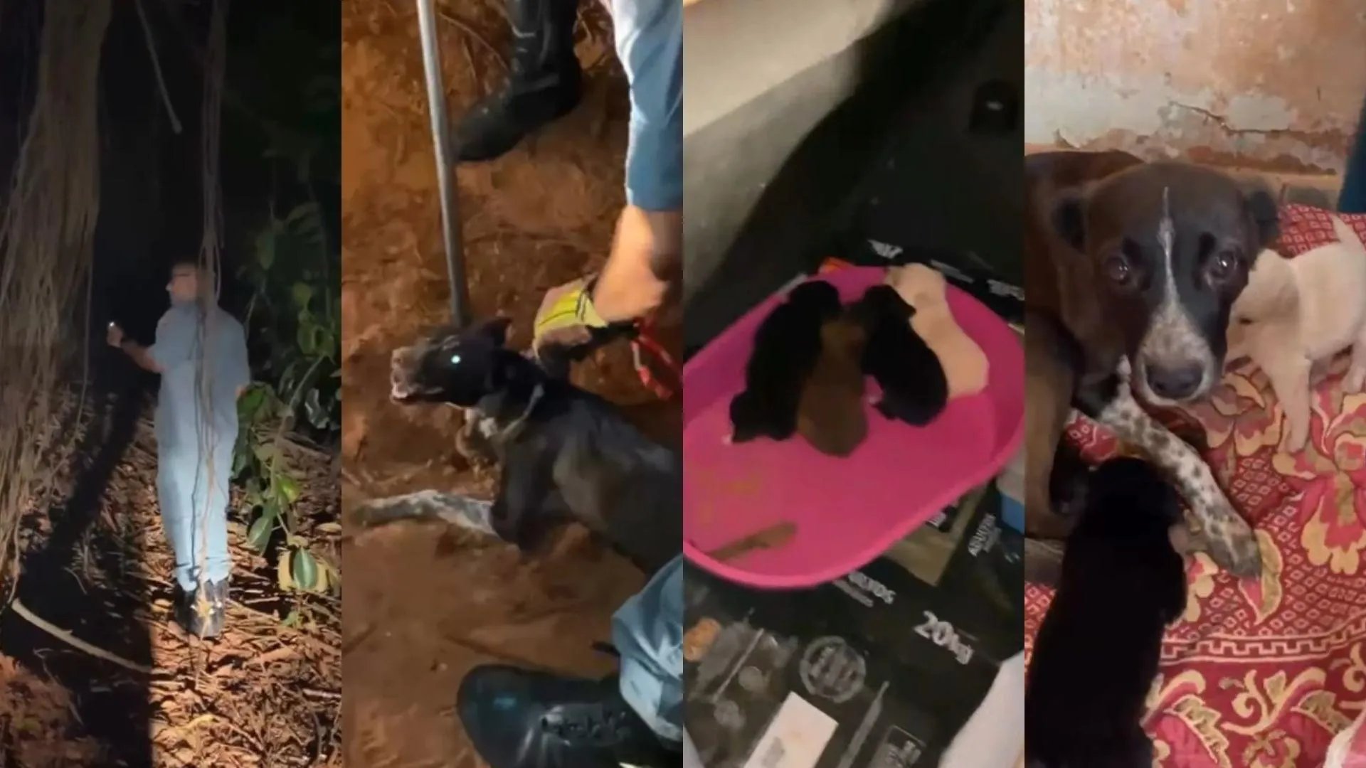 Bombeiros resgatam cadela e cinco filhotes entre raízes e cobra cascavel em Taciba