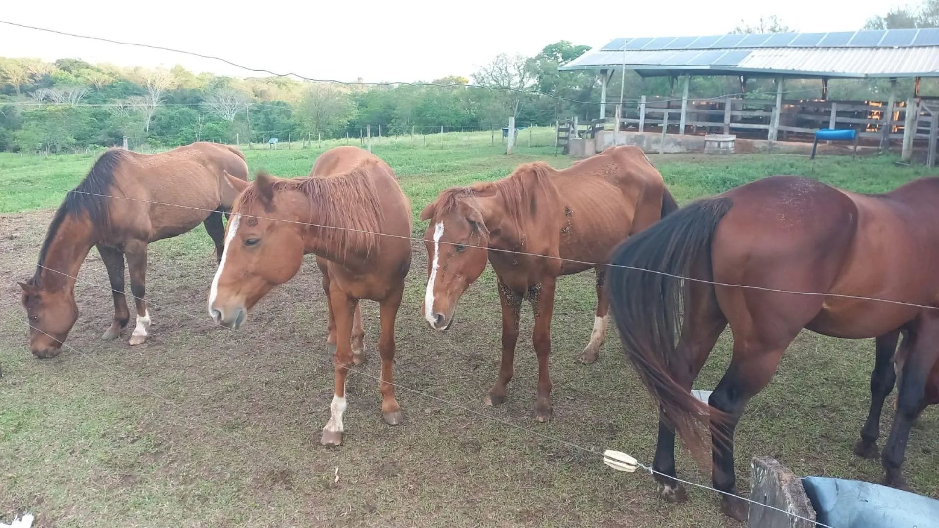 Proprietário de chácara é multado em R$ 18 mil por maus-tratos a cavalos em Osvaldo Cruz