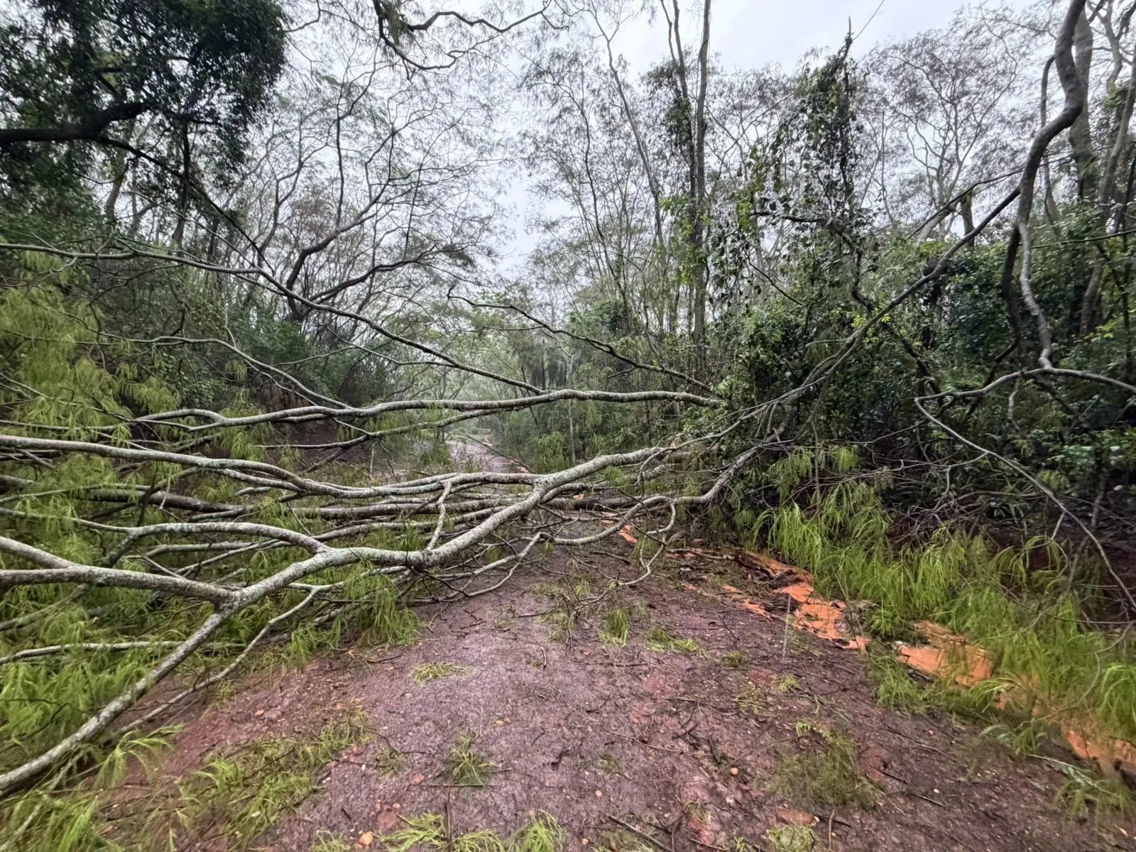 Tempestade causa estragos em Rosana e mobiliza equipes da prefeitura e dos bombeiros