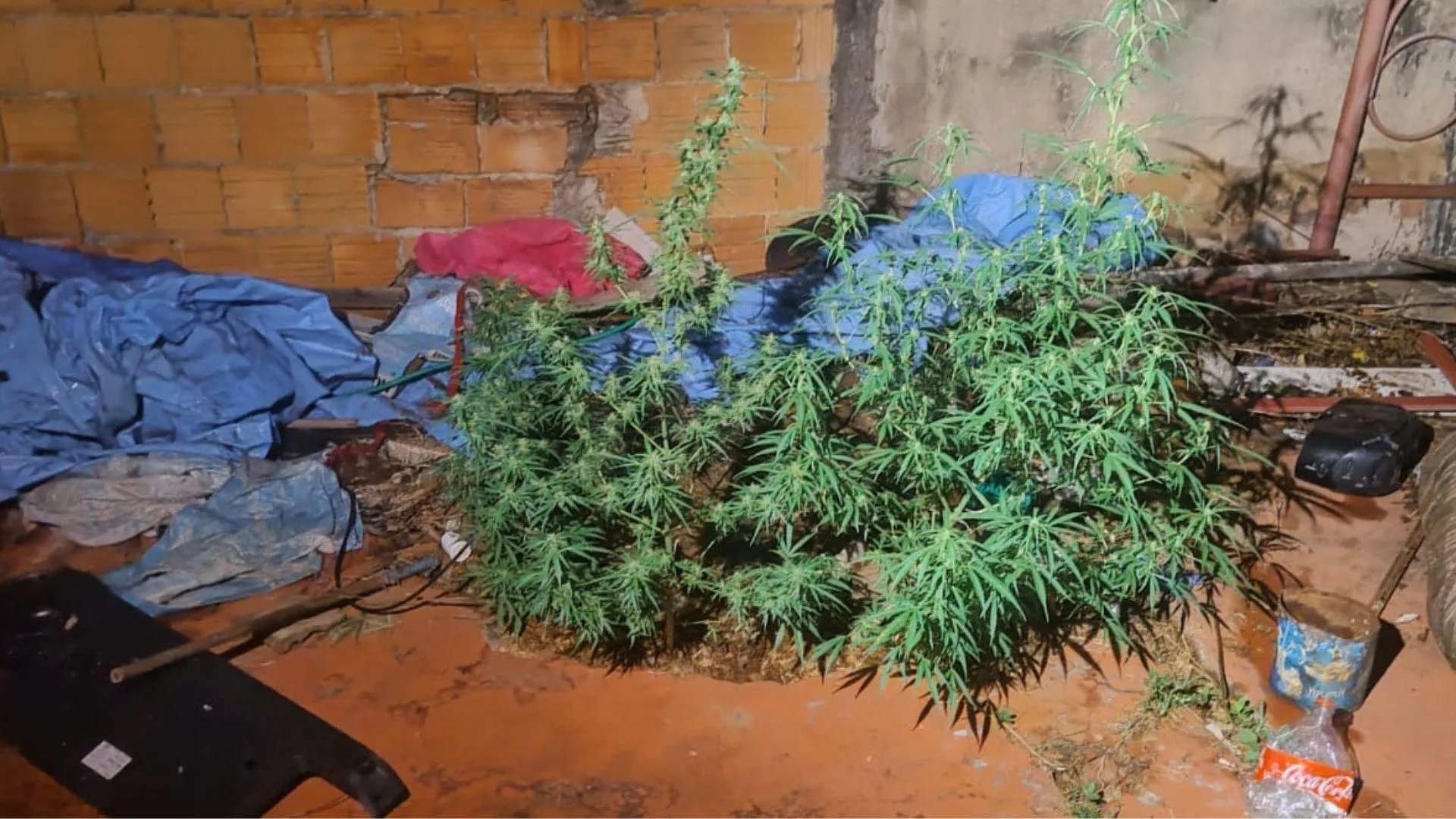 Dois jovens são presos com revólver e plantação de maconha em Presidente Prudente