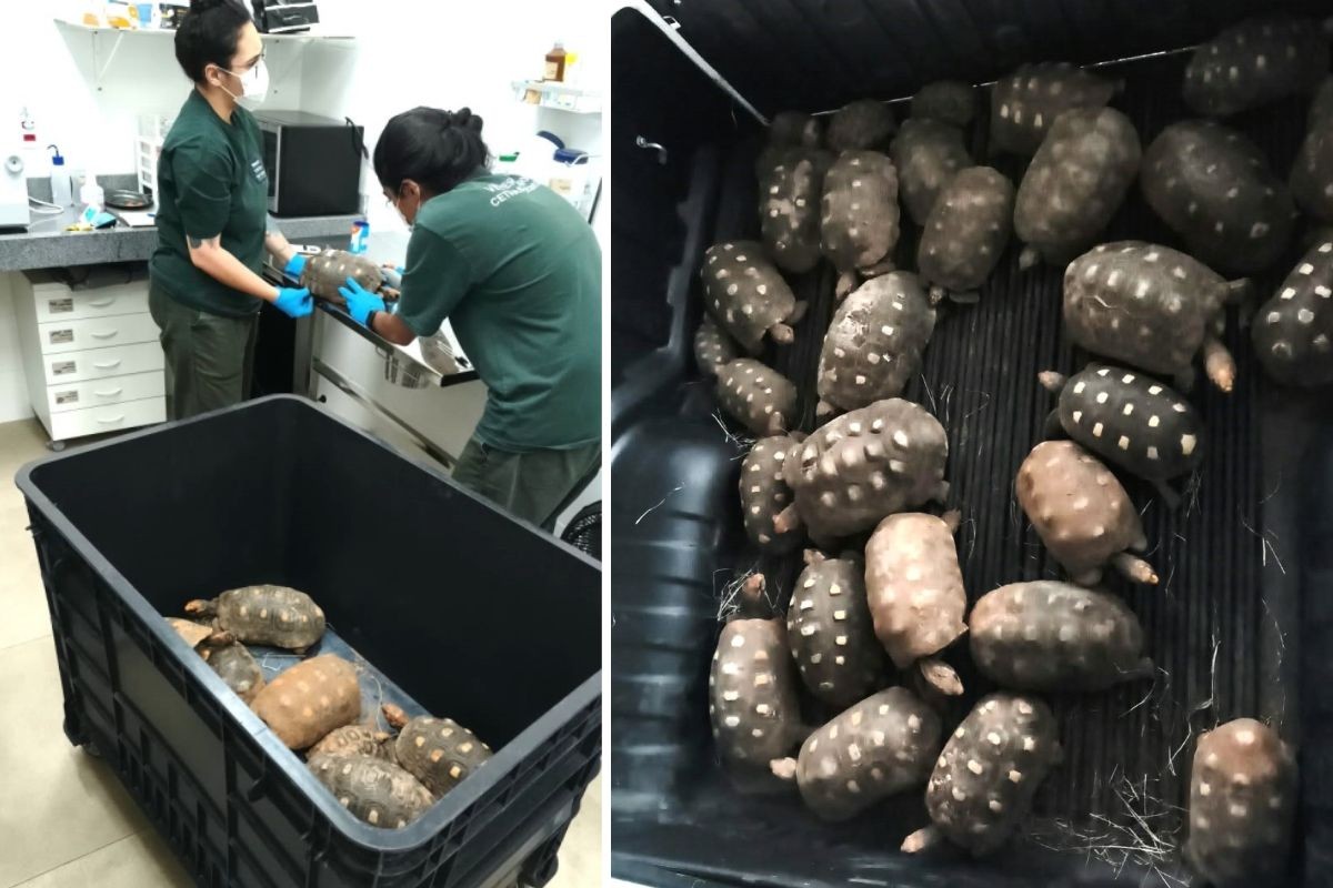 Adamantina transfere mais 30 jabutis de praça pública e mantém cerca de 80 animais no local