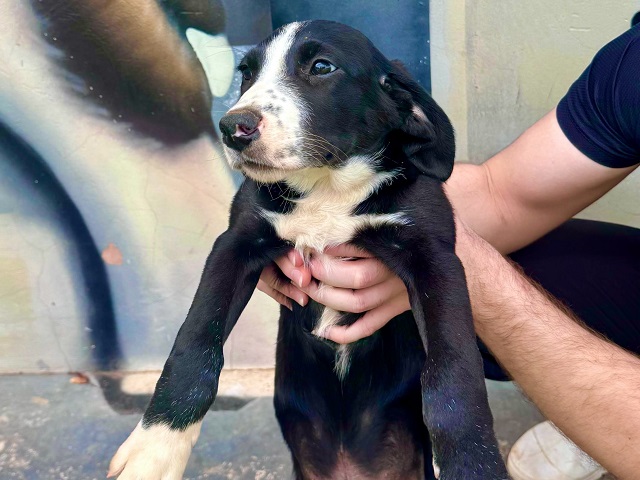 Feira de Adoção acontece neste domingo em parceria com Abrigo de Animais e Parque Shopping