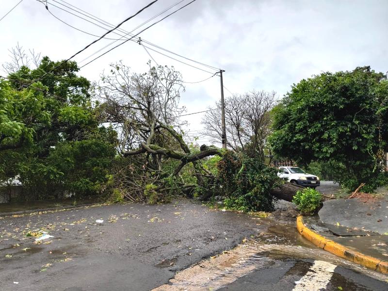 Tempestade derruba 29 árvores em Presidente Prudente e pode afetar abastecimento de água