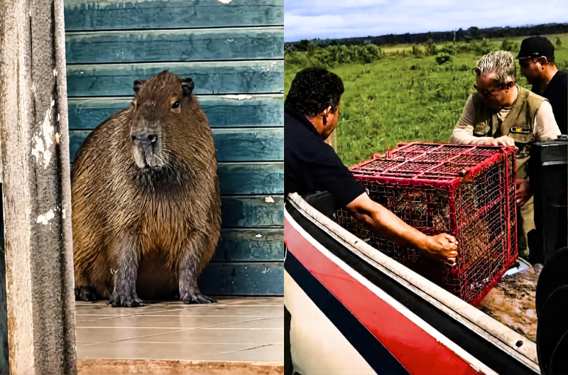 Bombeiros resgatam capivara que invadiu casa de morador em Rosana
