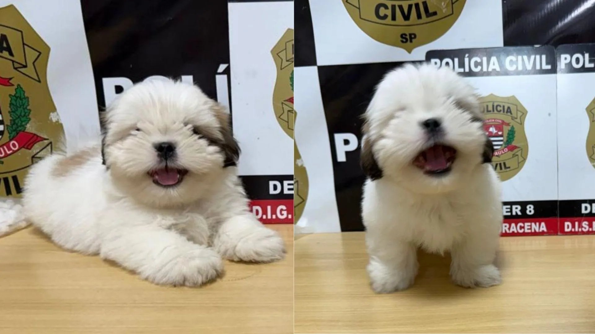 Filhote de shih-tzu desaparecido há dez dias é localizado e reencontra a tutora em Dracena